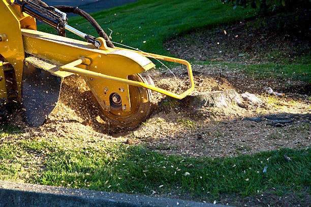 Best Dead Tree Removal  in Anadarko, OK